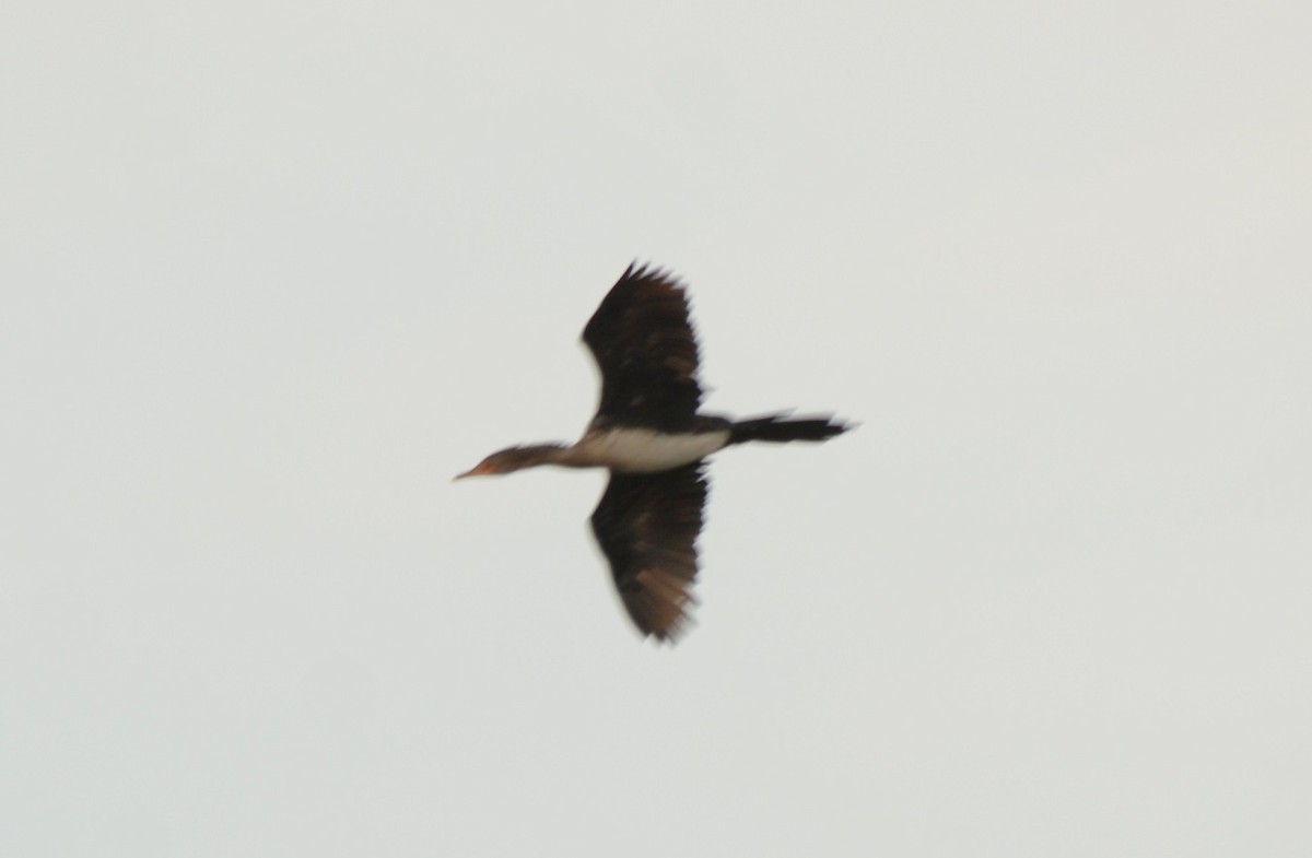 kormorán dlouhoocasý - ML644338733