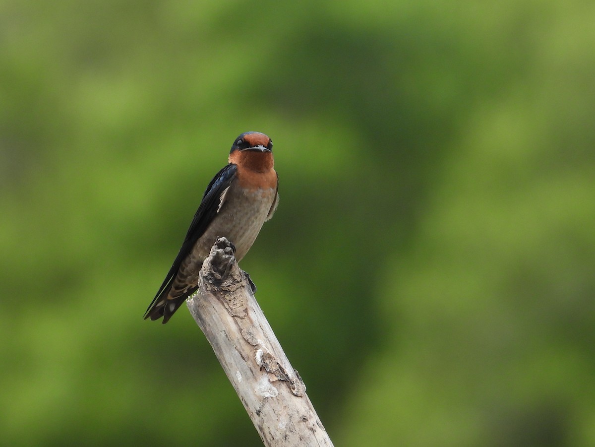 Pacific Swallow - ML644338752