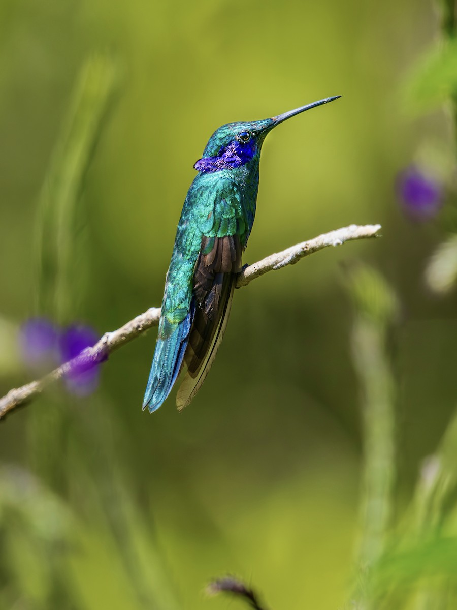 fiolørekolibri - ML644338762