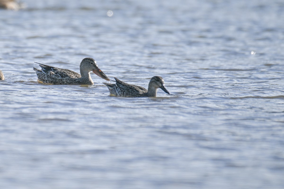 Garganey - ML644338769