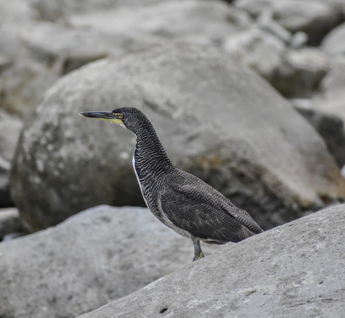 Fasciated Tiger-Heron - ML644338792