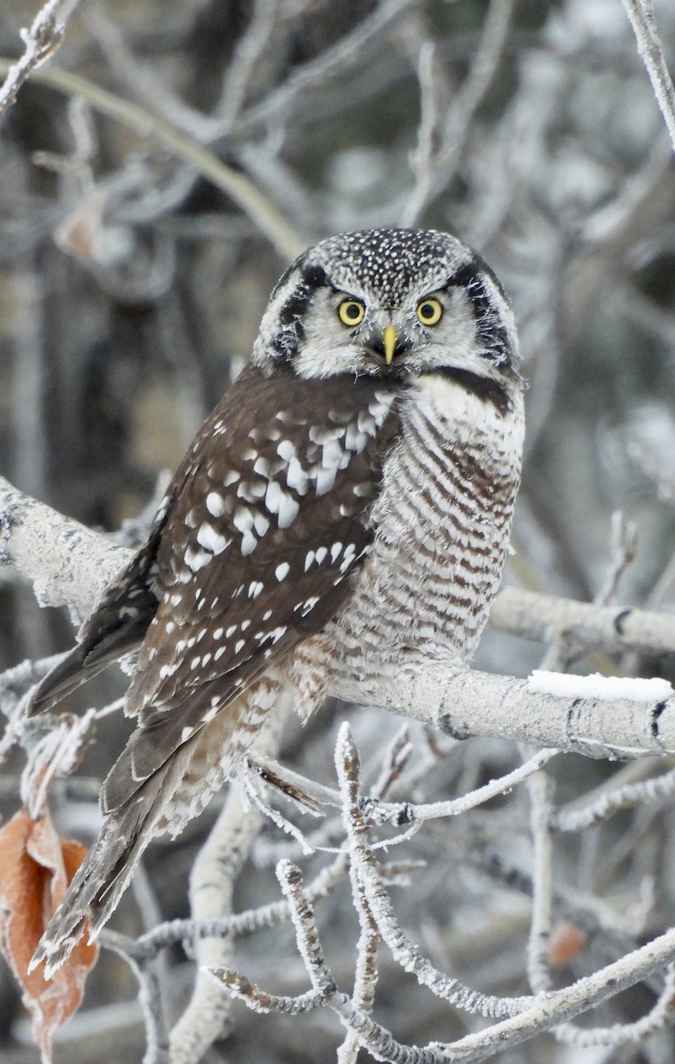 Харсуун ууль - ML644338796