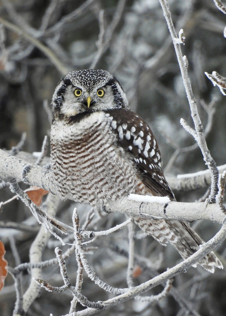 Харсуун ууль - ML644338797