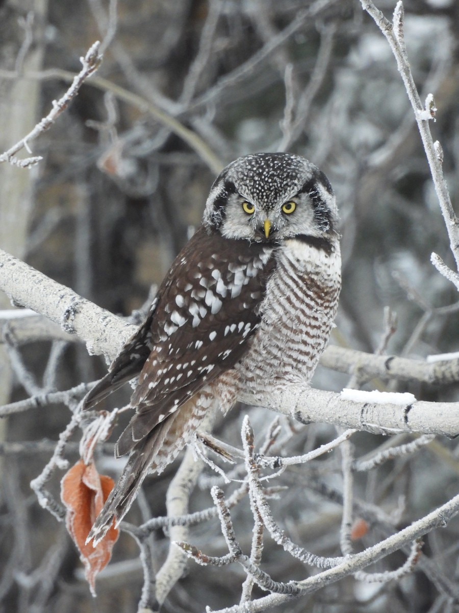 Харсуун ууль - ML644338798