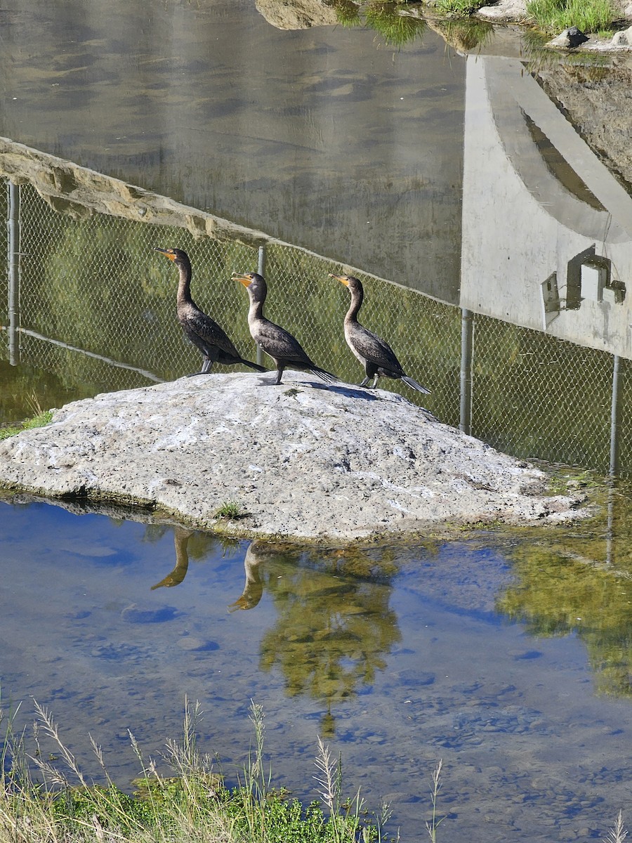Double-crested Cormorant - ML644338804