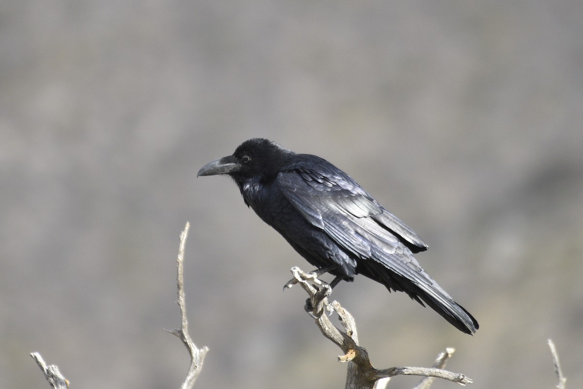 Common Raven - ML644338806
