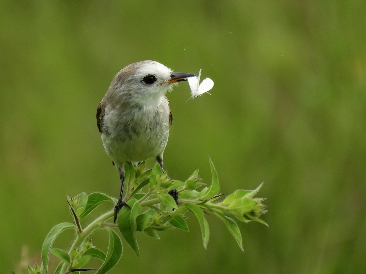 White-headed Marsh Tyrant - ML644338808