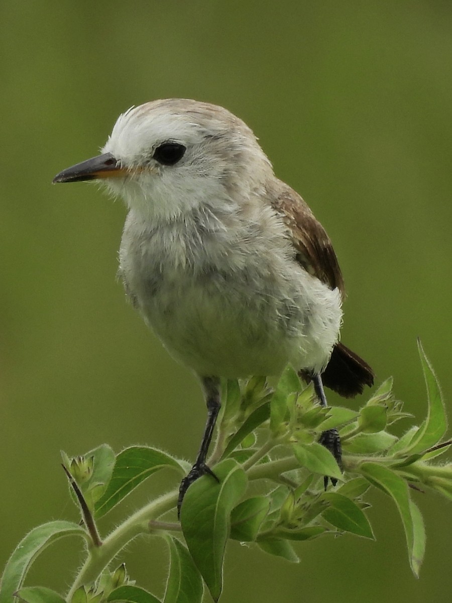 White-headed Marsh Tyrant - ML644338809