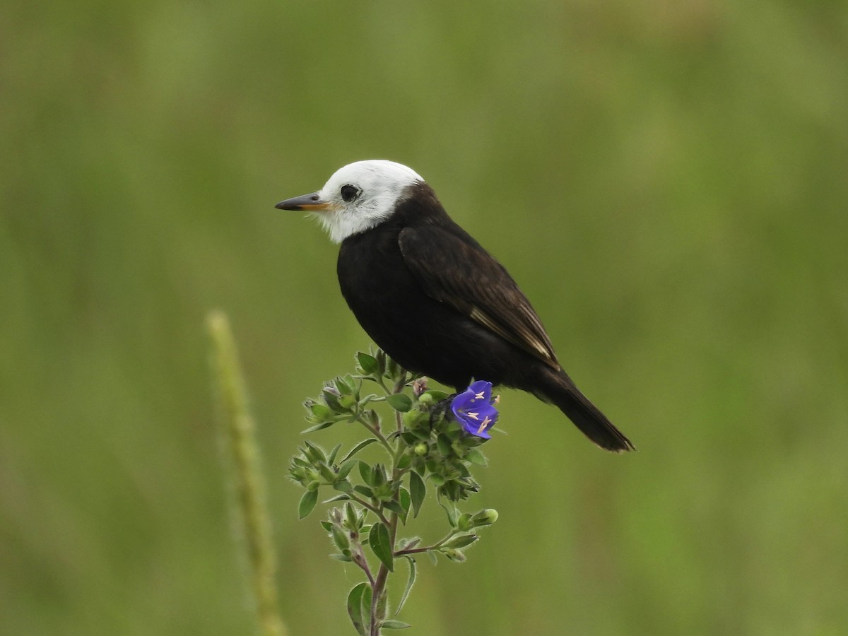 White-headed Marsh Tyrant - ML644338810