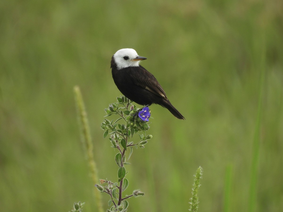 White-headed Marsh Tyrant - ML644338811