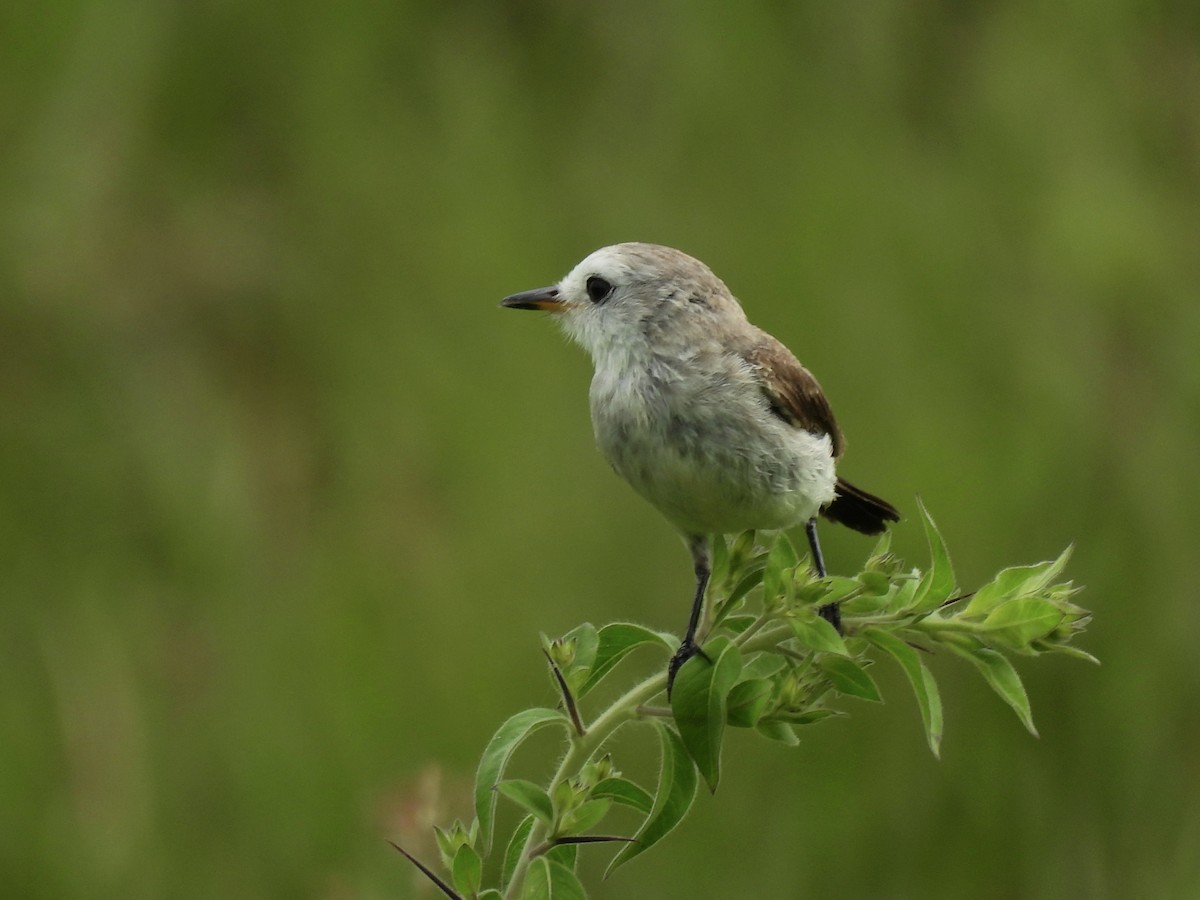 White-headed Marsh Tyrant - ML644338812