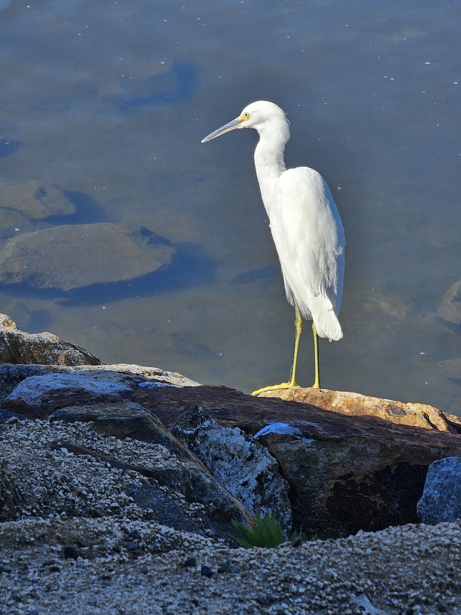 Snowy Egret - ML644338814