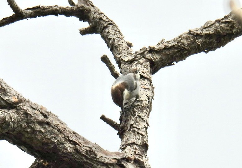 brhlík hnědohlavý - ML644338827