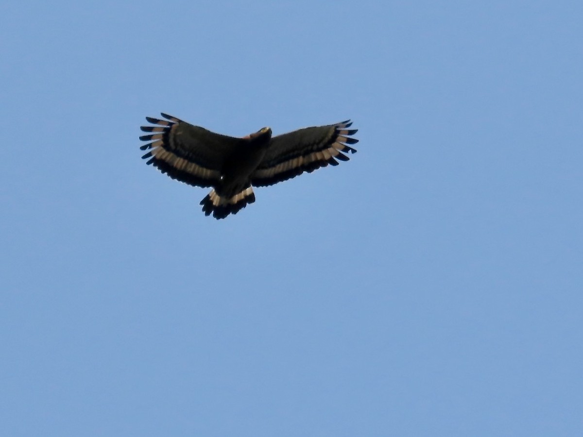 Crested Serpent-Eagle - ML644338835