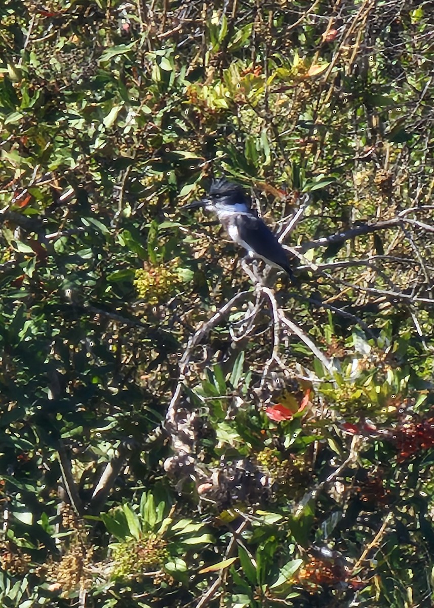 Belted Kingfisher - ML644338836