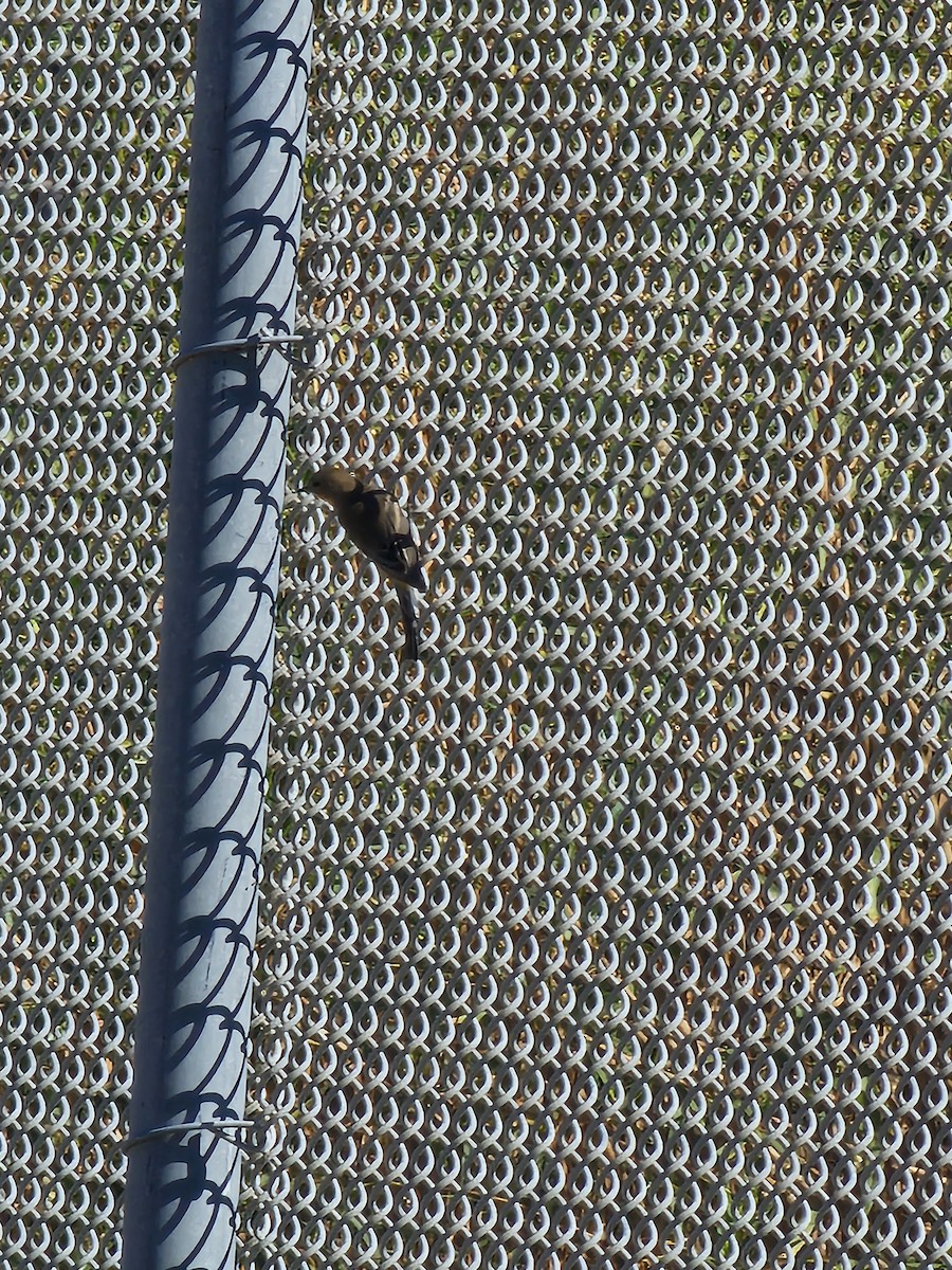 Say's Phoebe - ML644338845