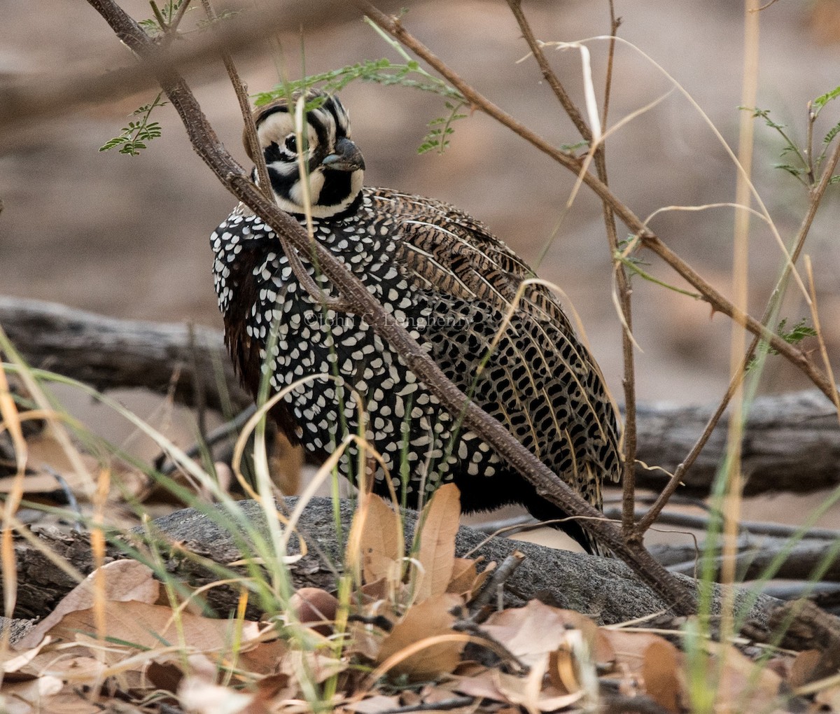 Montezuma Quail - ML644338852