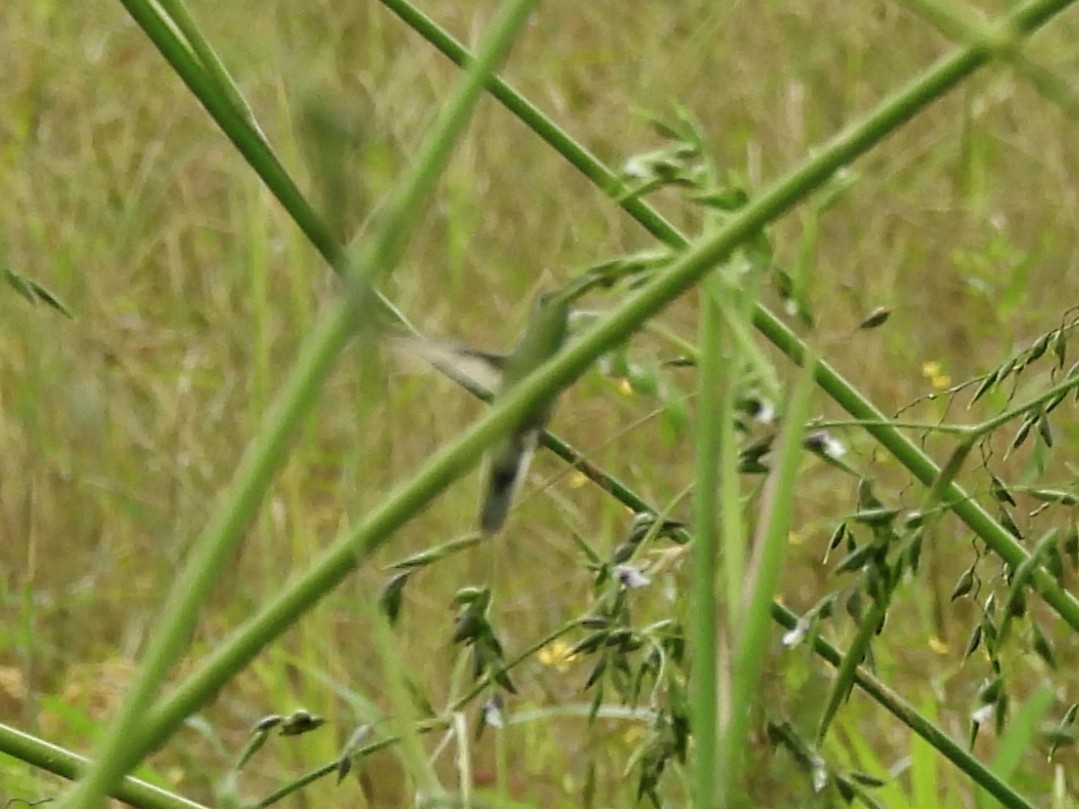 White-tailed Goldenthroat - ML644338853