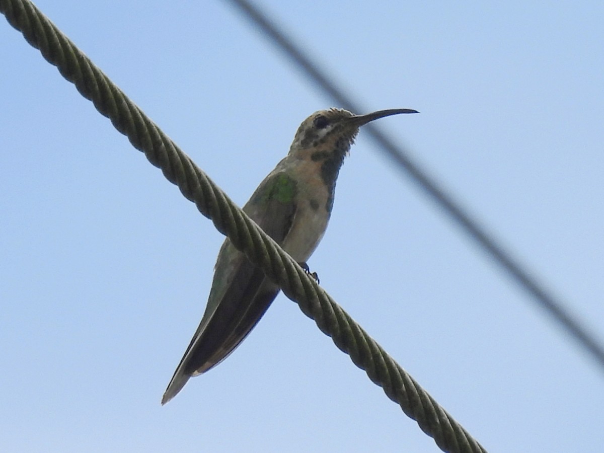 White-tailed Goldenthroat - ML644338854