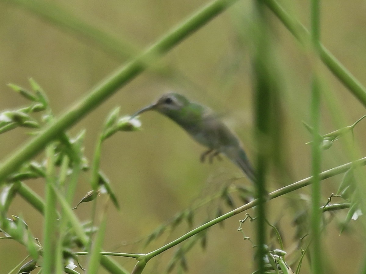 White-tailed Goldenthroat - ML644338856
