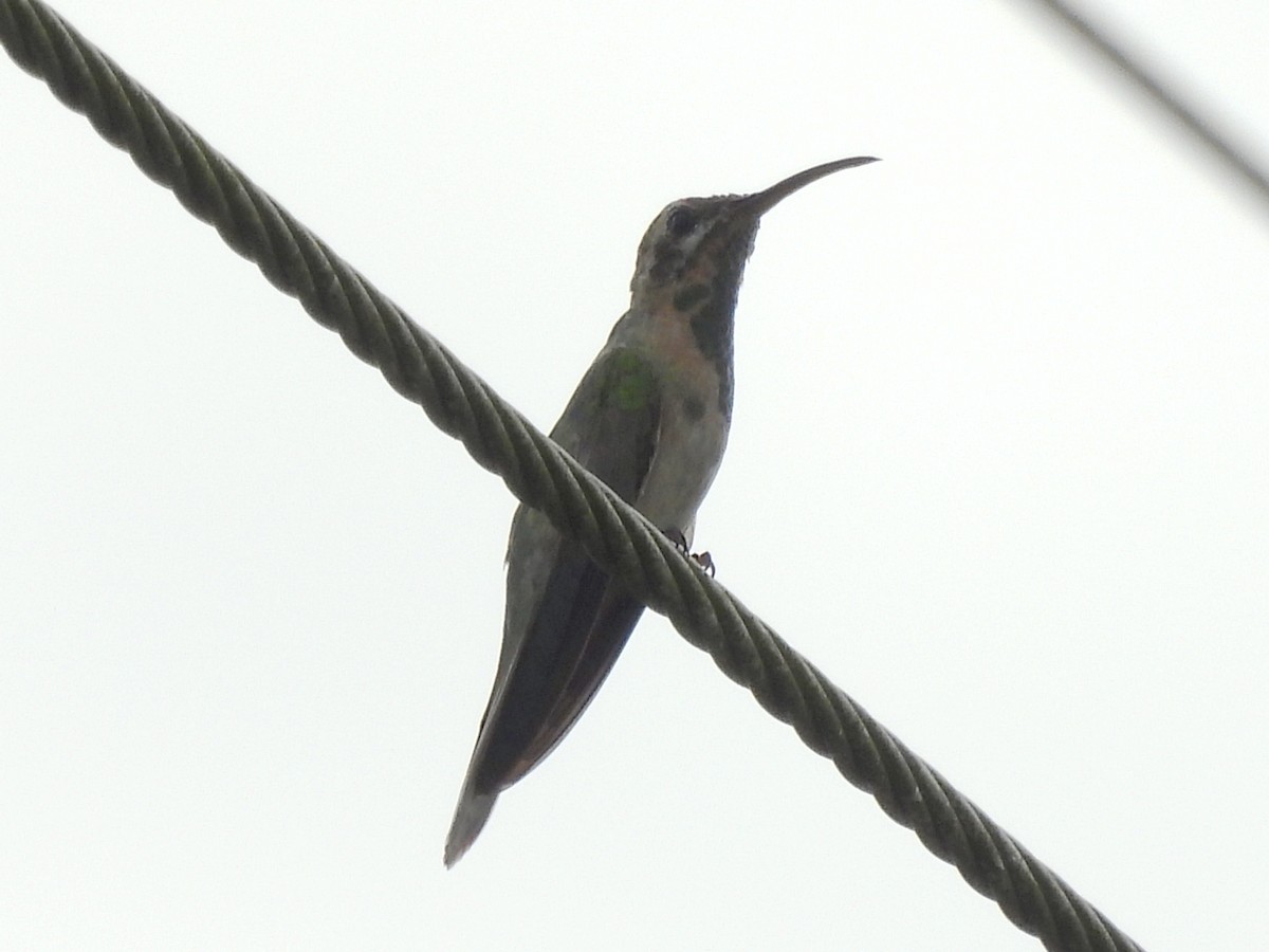 White-tailed Goldenthroat - ML644338857