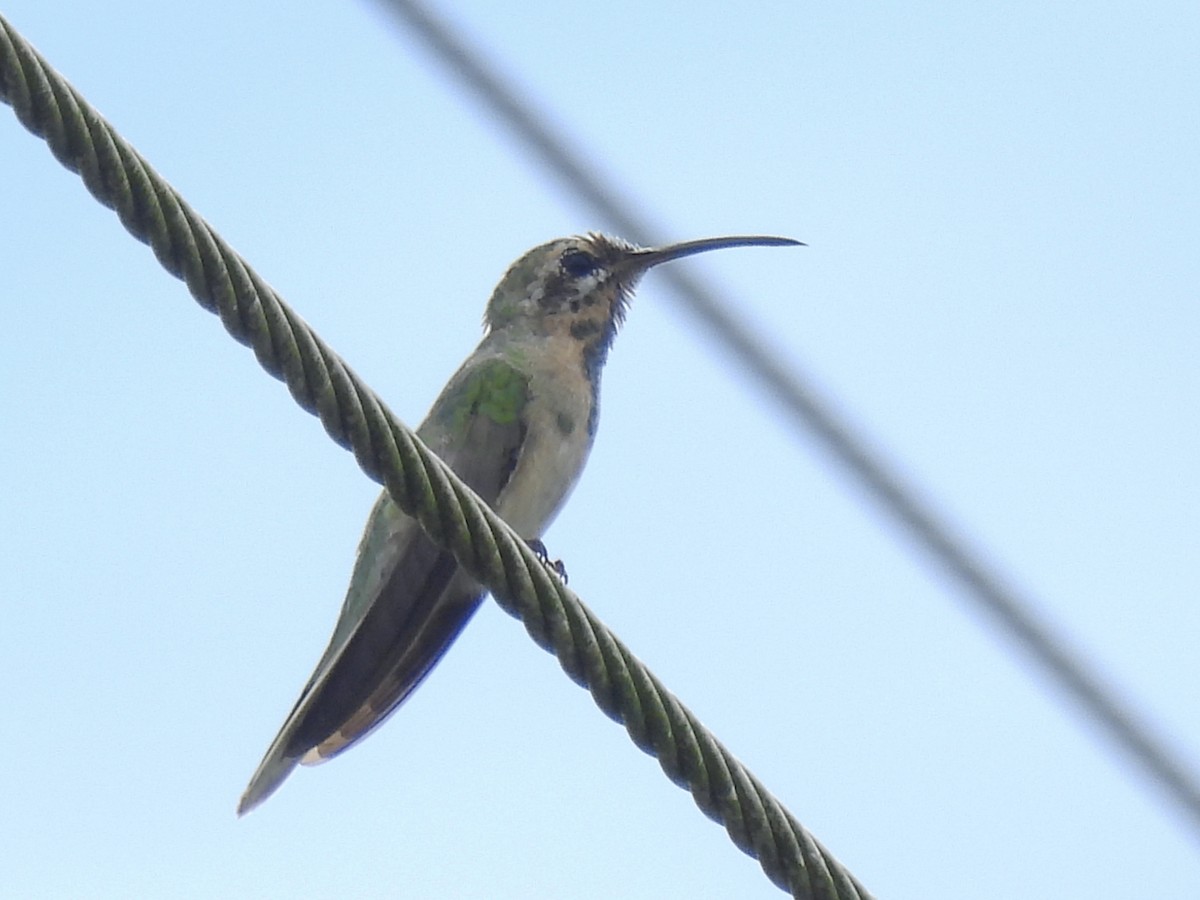 White-tailed Goldenthroat - ML644338858