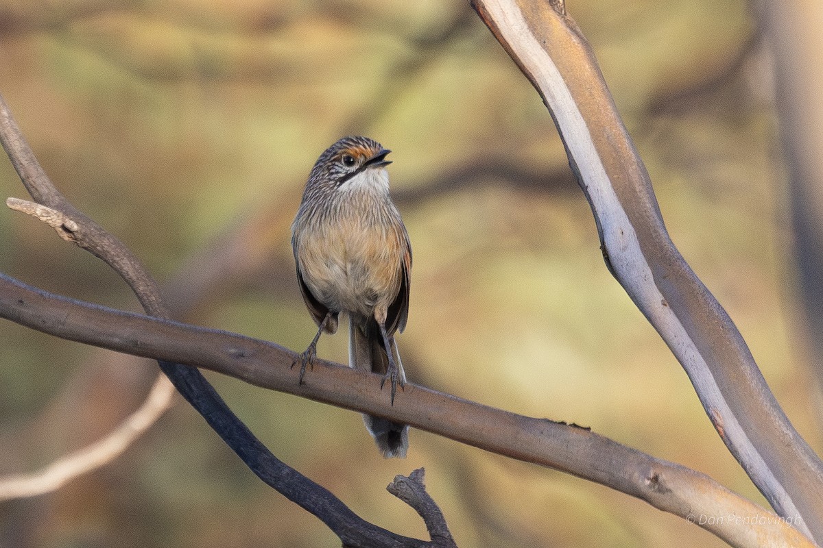 stripegressmett - ML644338863