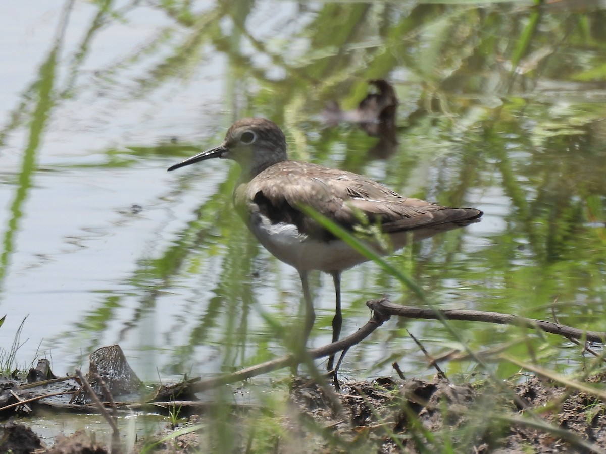 コシグロクサシギ - ML644338874