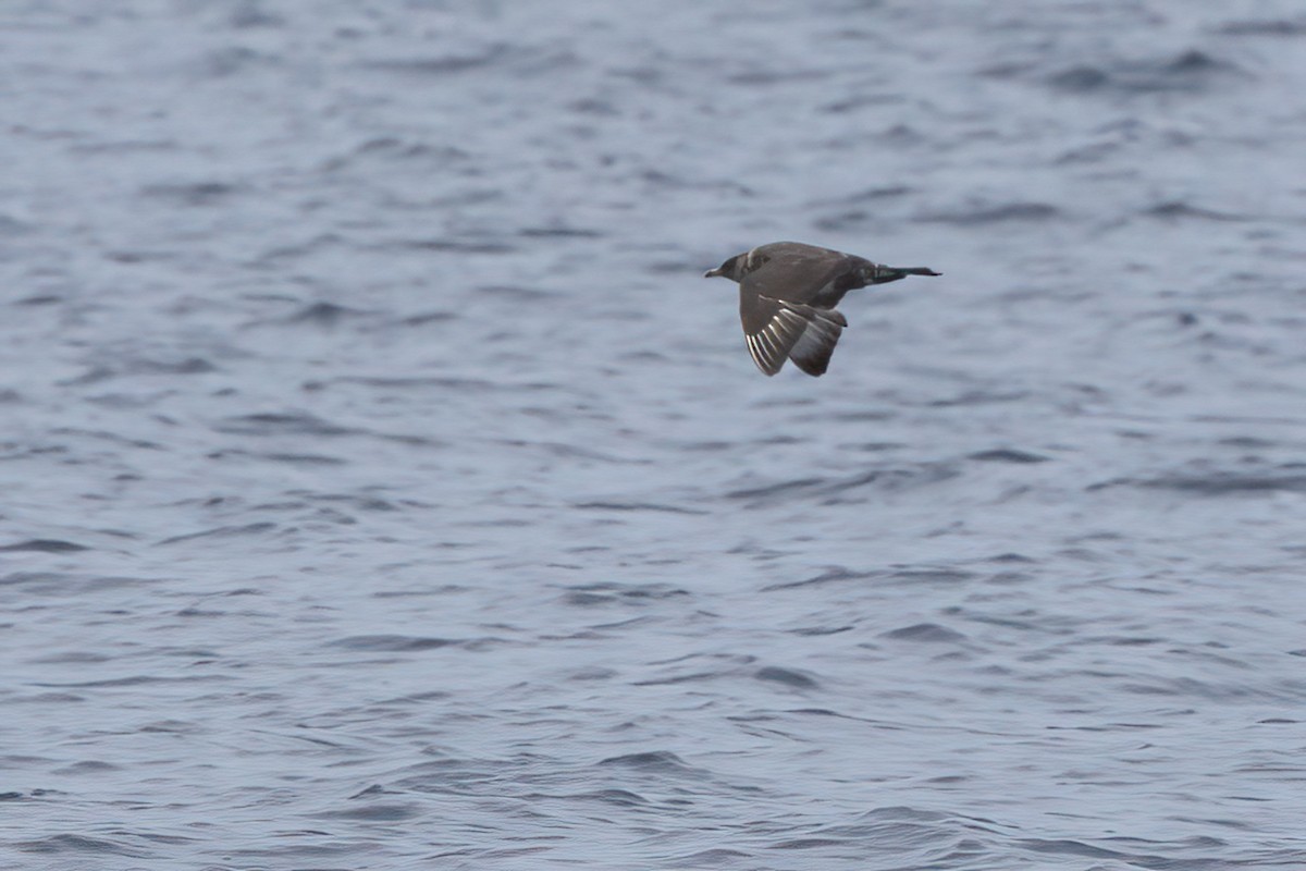 Pomarine Jaeger - ML644338876