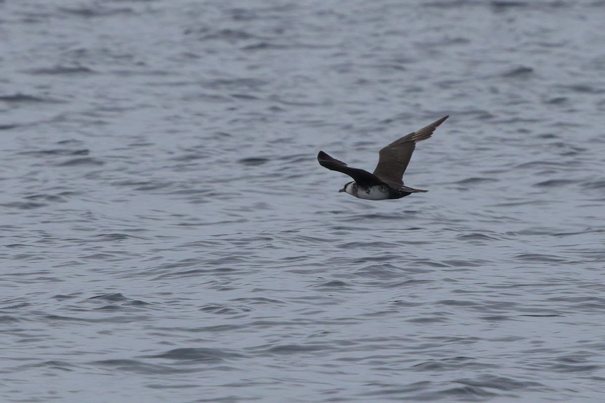 Pomarine Jaeger - ML644338877