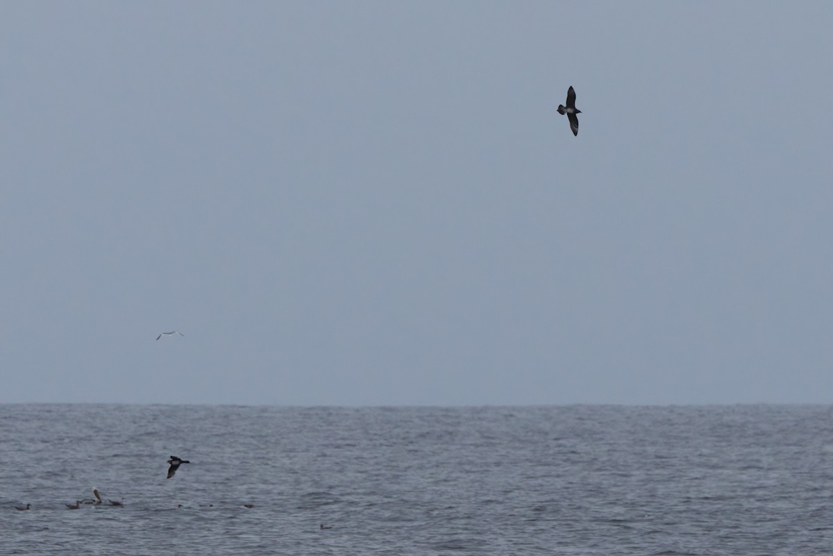 Pomarine Jaeger - ML644338878