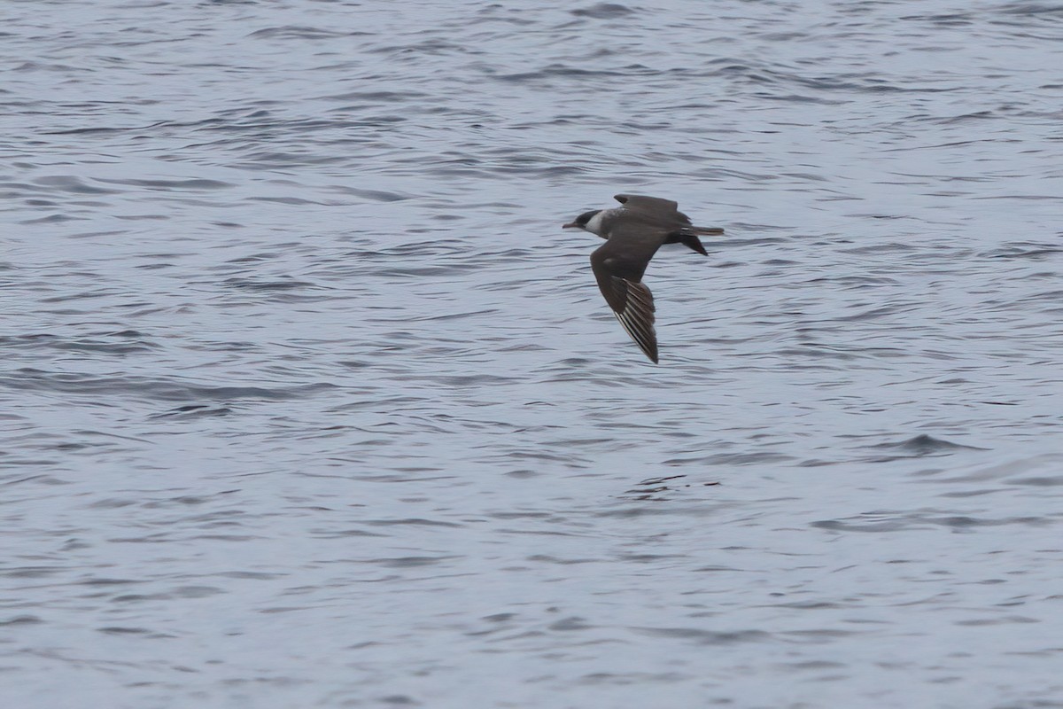 Pomarine Jaeger - ML644338879