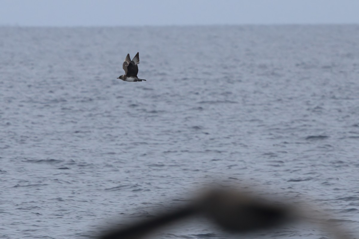 Pomarine Jaeger - ML644338880