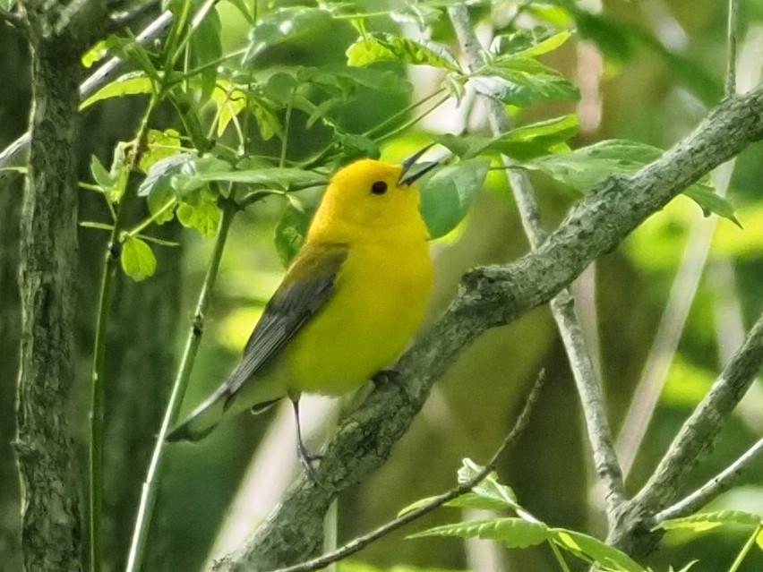Prothonotary Warbler - ML644338882