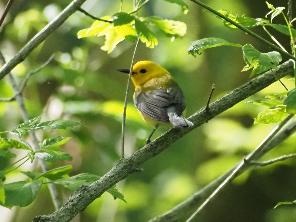 Prothonotary Warbler - ML644338883
