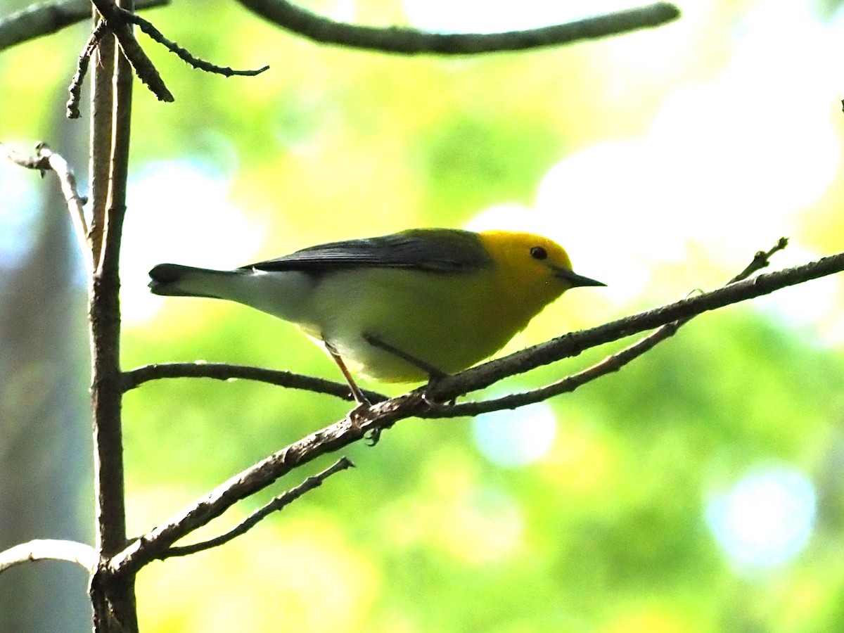 Prothonotary Warbler - ML644338884