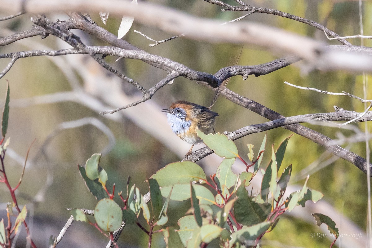 Mallee Emuwren - ML644338895