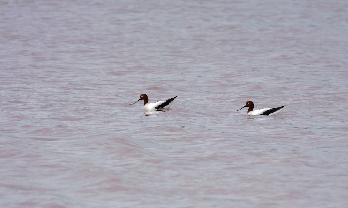 Чоботар австралійський - ML644338896
