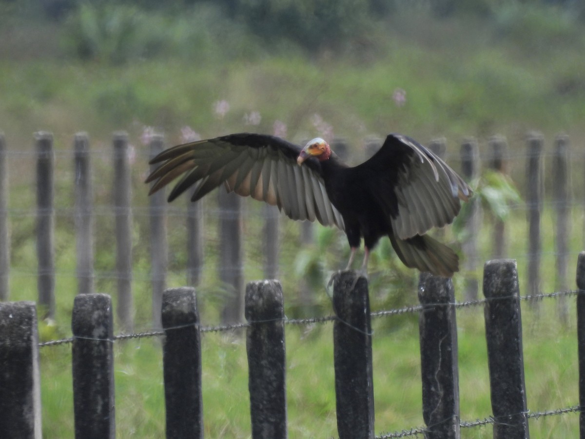 myrkondor - ML644338907