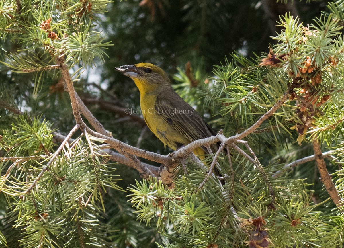 Hepatic Tanager - ML644338915