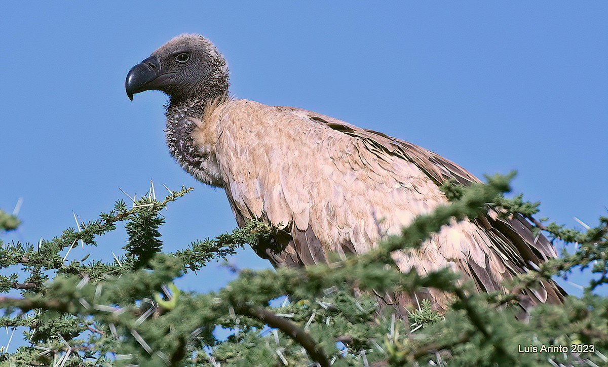 Buitre Dorsiblanco Africano - ML644338916