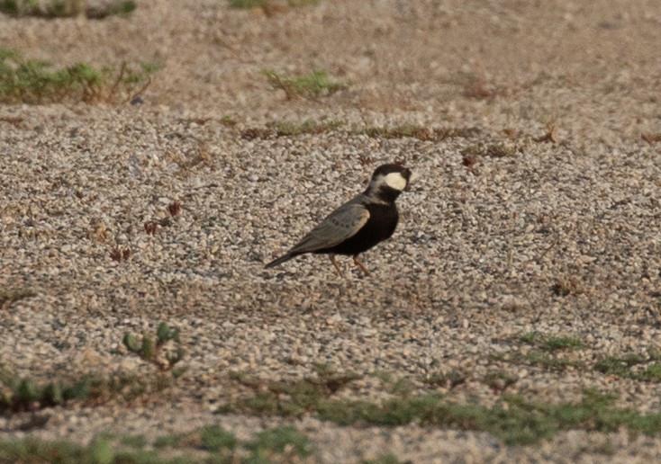 Black-crowned Sparrow-Lark - ML644338921