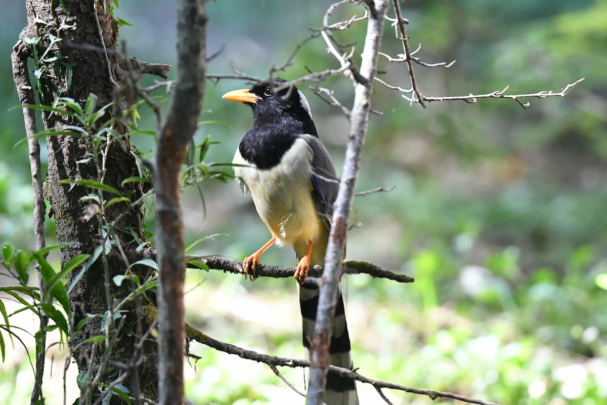 Yellow-billed Blue-Magpie - ML644338927