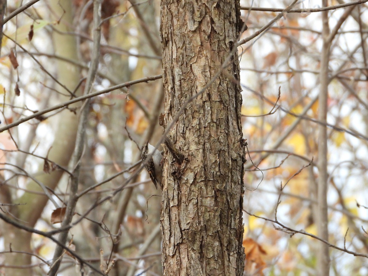 Brown Creeper - ML644338932