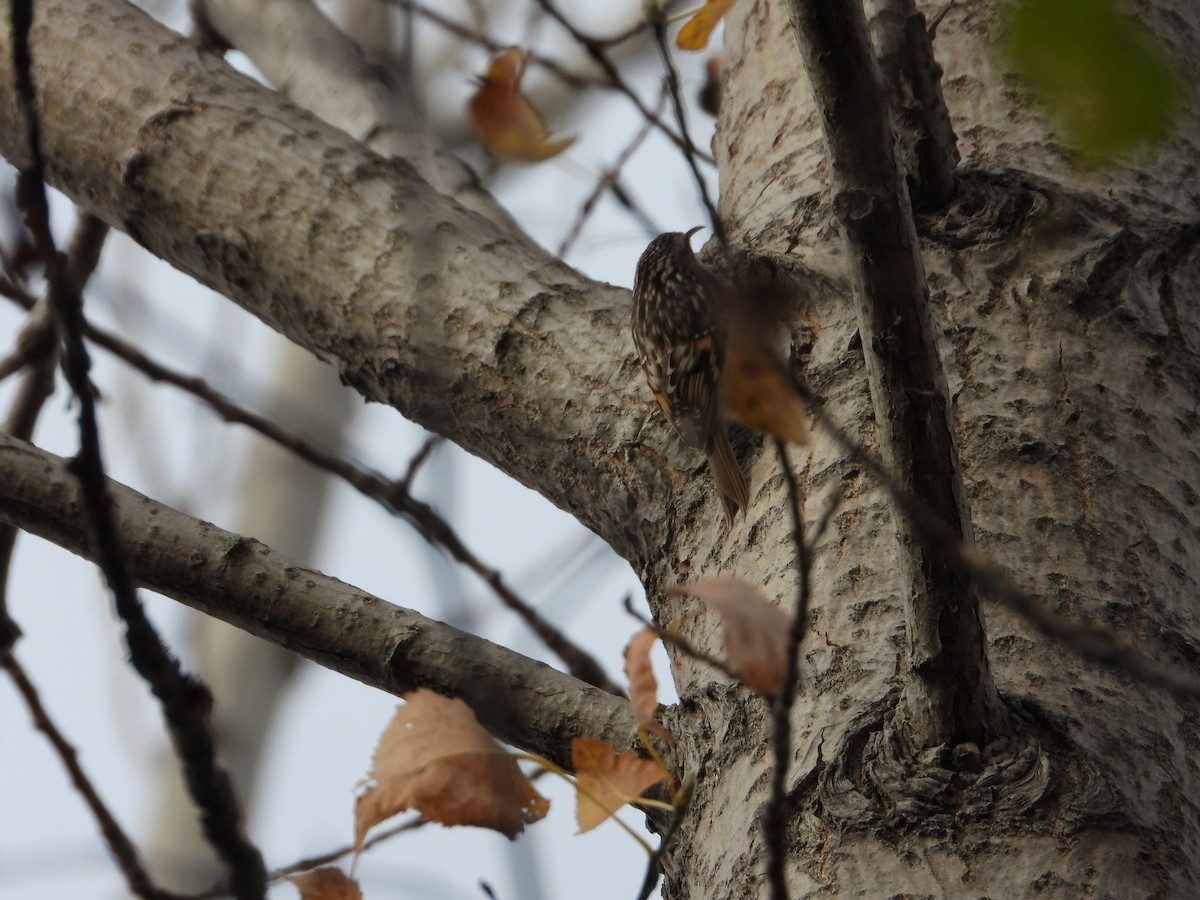 Brown Creeper - ML644338933