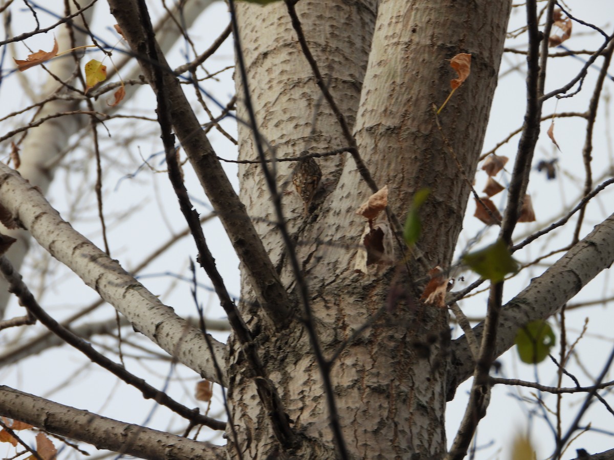Brown Creeper - ML644338934