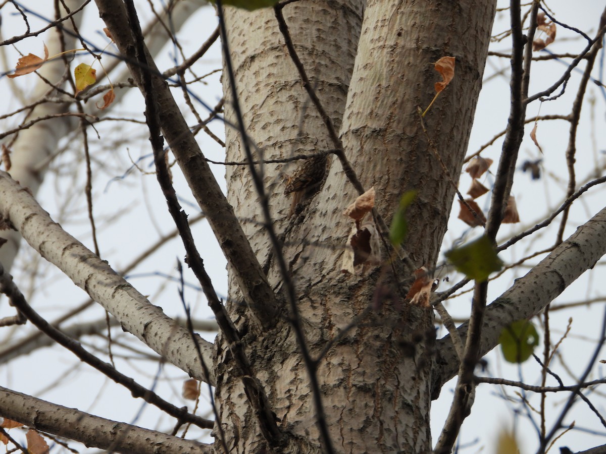 Brown Creeper - ML644338935