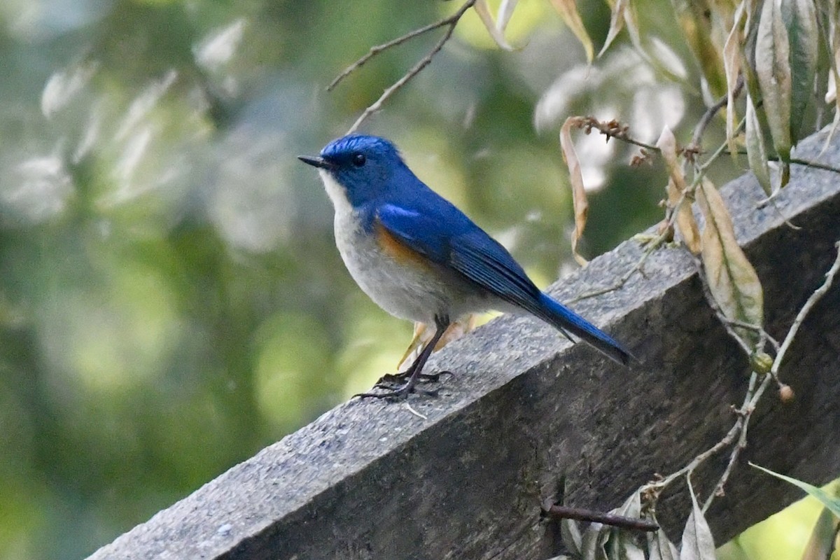 Himalayan Bluetail - ML644338936