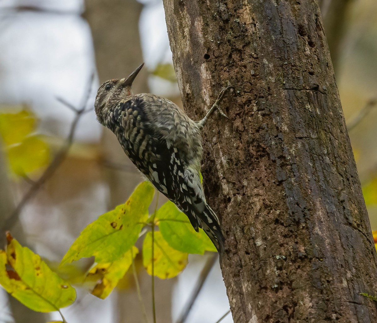 kanadasevjespett - ML644338945