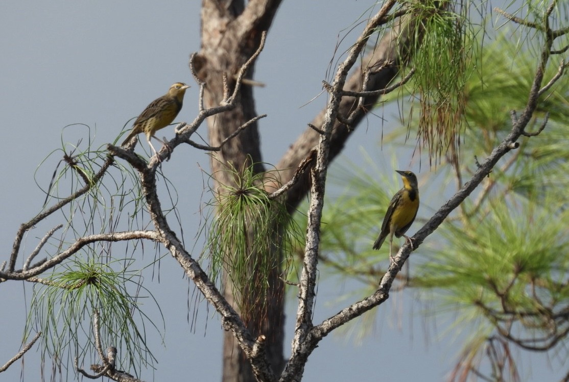 Eastern Meadowlark - ML644338946